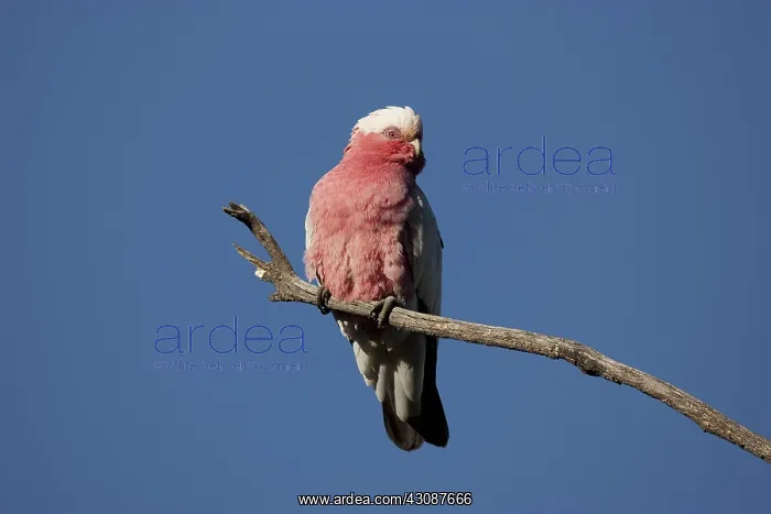 : Galah, Cacatua roseicapilla, Australia, on dead tree brach at dusk : Galah, Cacatua roseicapilla, Australia, on dead tree brach at dusk