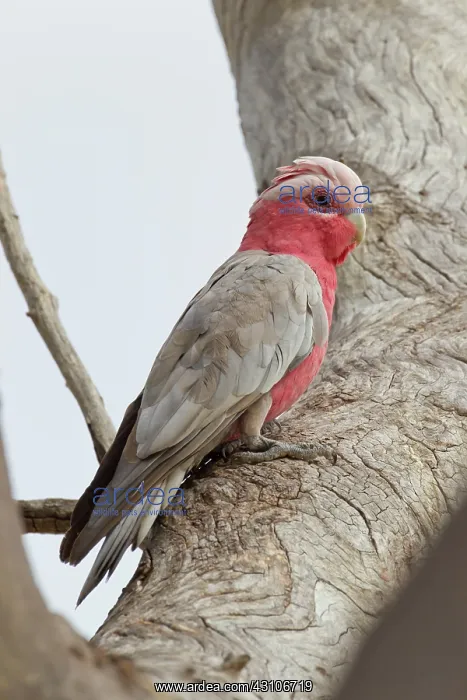: Galah, Cacatua roseicapilla, in eucalyptus tree, Tara, Queensland, Australia : Galah, Cacatua roseicapilla, in eucalyptus tree, Tara, Queensland, Australia