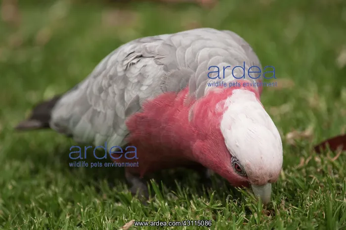 : Galah (Cacatua roseicapilla) feeding on grass roots : Galah (Cacatua roseicapilla) feeding on grass roots
