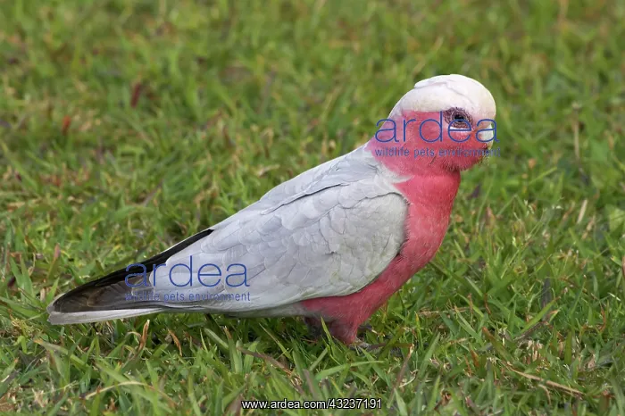 : Galah (Cacatua roseicapilla), Nambucca Heads : Galah (Cacatua roseicapilla), Nambucca Heads