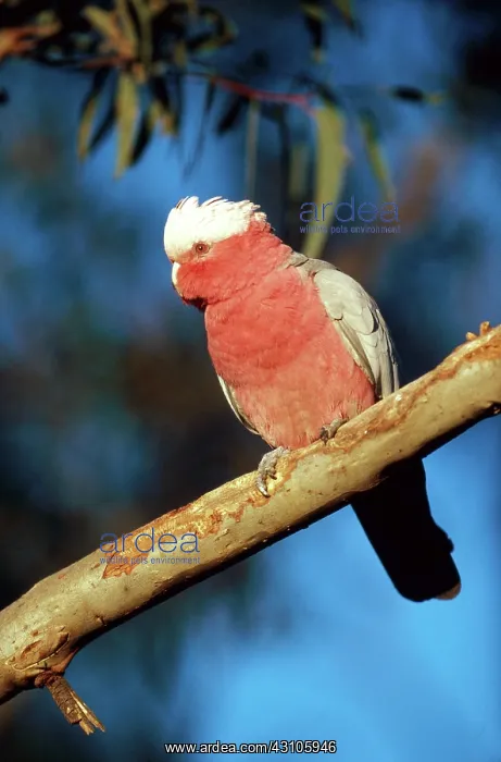 : Galah Cockatoo : Galah Cockatoo