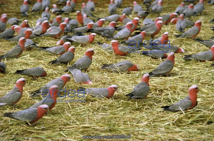 : Galah Cockatoos : Galah Cockatoos