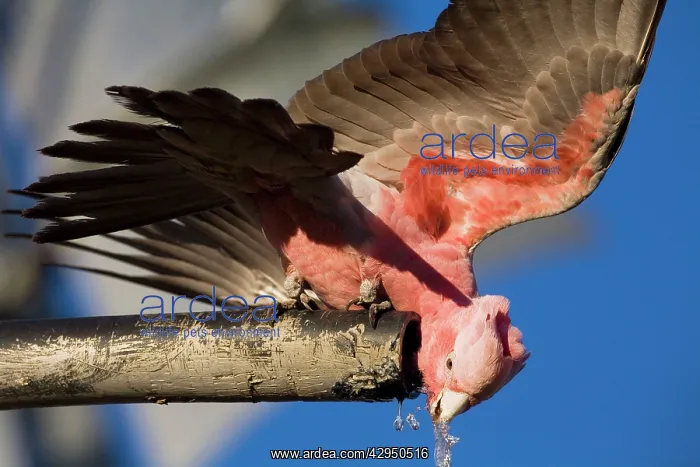 : Galah - Drinking from a bore overflow pipe : Galah - Drinking from a bore overflow pipe