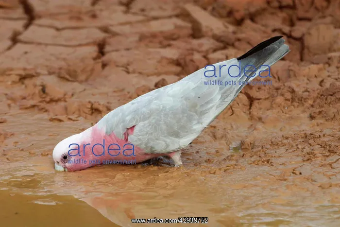 : Galah - Drinking at drying pool : Galah - Drinking at drying pool