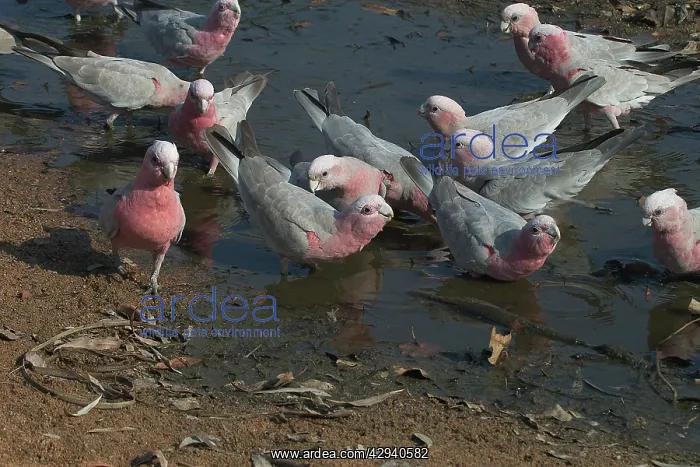 : Galah - Drinking at waterhole : Galah - Drinking at waterhole