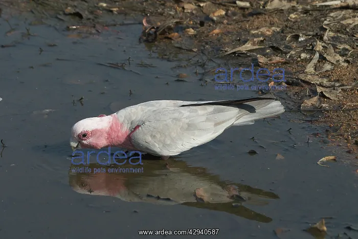 : Galah - Drinking at waterhole : Galah - Drinking at waterhole