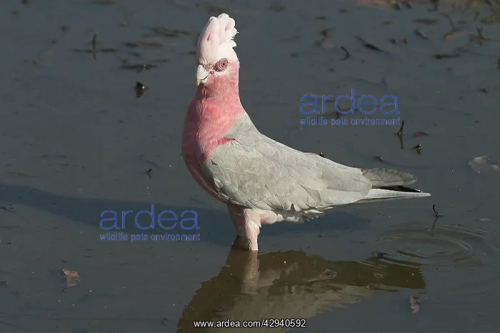  : Galah - Drinking at waterhole