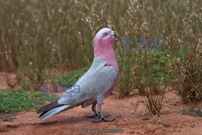 : Galah - Eating wild seeds : Galah - Eating wild seeds