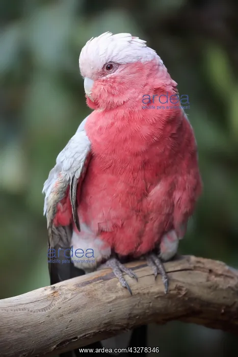 : Galah (Eolophus roseicapilla), adult, sitting on : Galah (Eolophus roseicapilla), adult, sitting on
