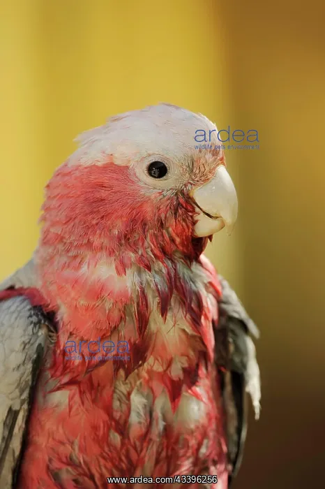 : Galah (Eolophus roseicapilla) (Cacatua roseicapilla) : Galah (Eolophus roseicapilla) (Cacatua roseicapilla)