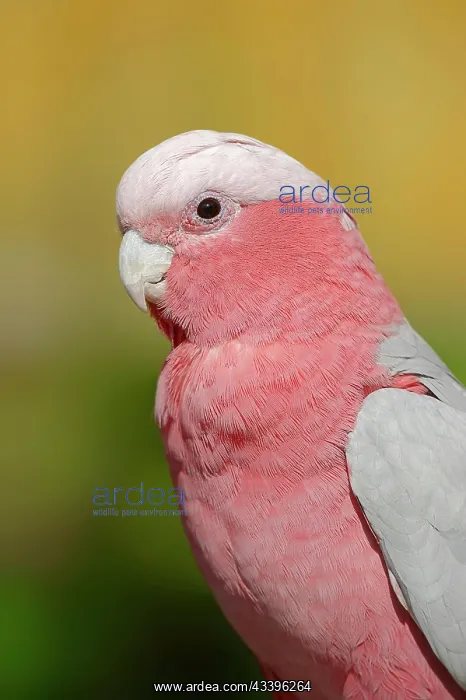 : Galah (Eolophus roseicapilla) (Cacatua roseicapilla) : Galah (Eolophus roseicapilla) (Cacatua roseicapilla)