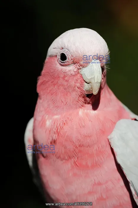 : Galah (Eolophus roseicapilla) (Cacatua roseicapilla) : Galah (Eolophus roseicapilla) (Cacatua roseicapilla)