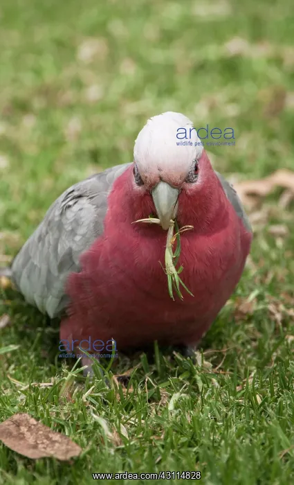 : Galah (Eolophus roseicapilla) feeding on grass roots : Galah (Eolophus roseicapilla) feeding on grass roots