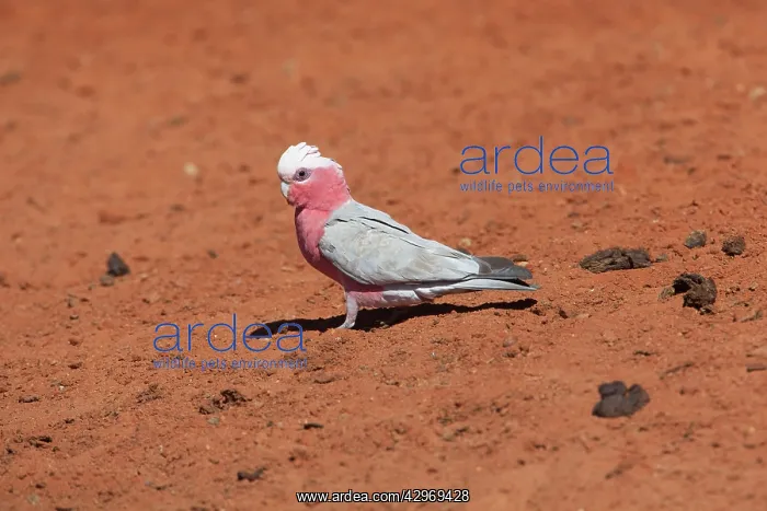 : Galah (Eolophus roseicapillus). Coming to drink at a stock watering point 60km : Galah (Eolophus roseicapillus). Coming to drink at a stock watering point 60km
