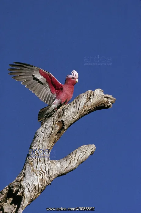 : Galah (Eolophus roseicapillus) adult with wings open : Galah (Eolophus roseicapillus) adult with wings open