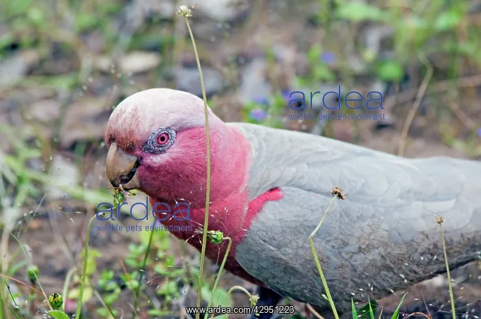 : Galah - feeding on flower heads. Abundant throughout : Galah - feeding on flower heads. Abundant throughout