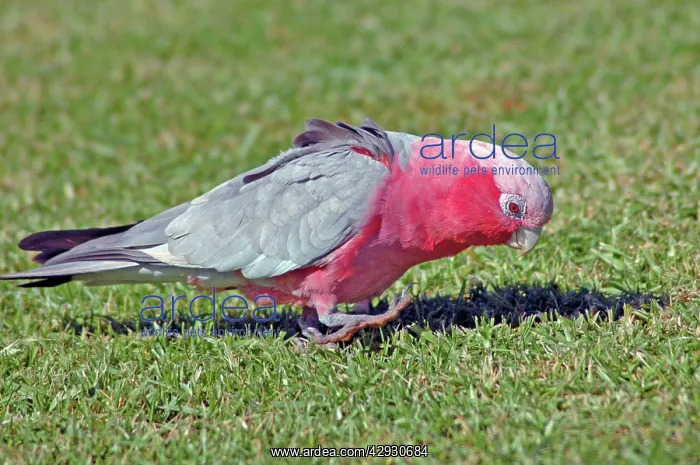: Galah feeding on lawn of town park : Galah feeding on lawn of town park