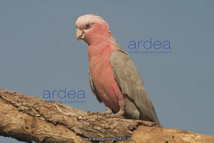 : Galah - female : Galah - female