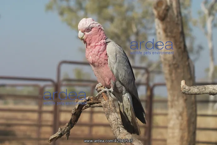 : Galah - female : Galah - female