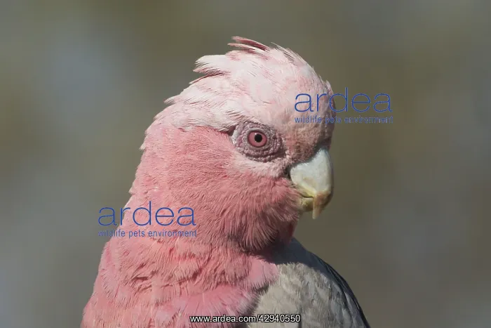 : Galah - female : Galah - female