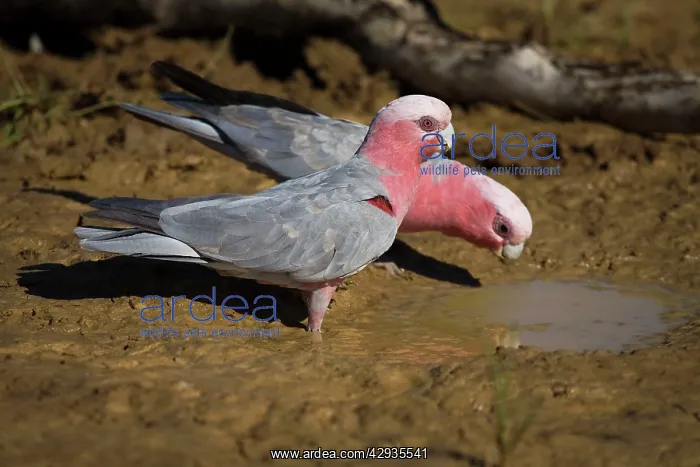 : Galah, female and male drinking : Galah, female and male drinking