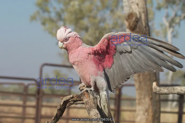 : Galah - female, with wings outstretched : Galah - female, with wings outstretched