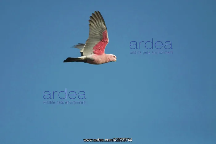 : Galah - In flight : Galah - In flight