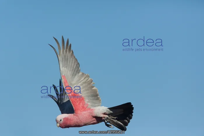 : Galah - in flight : Galah - in flight