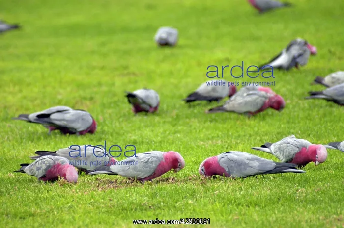 : Galah flock feeding on lawns of town park : Galah flock feeding on lawns of town park