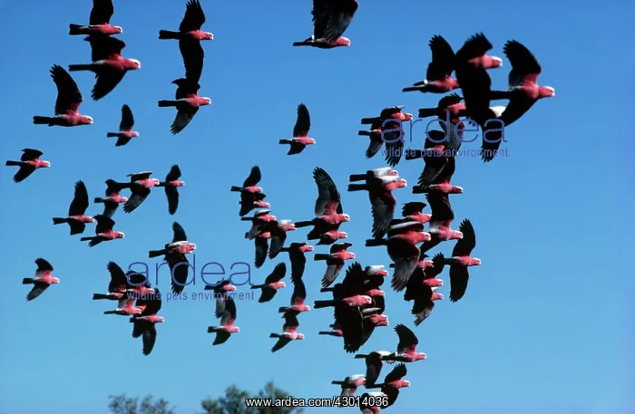 : Galah flock in flight (Cacatua roseicapilla) : Galah flock in flight (Cacatua roseicapilla)