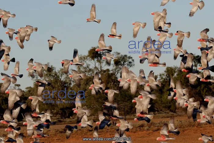  : Galah flock Galah flock