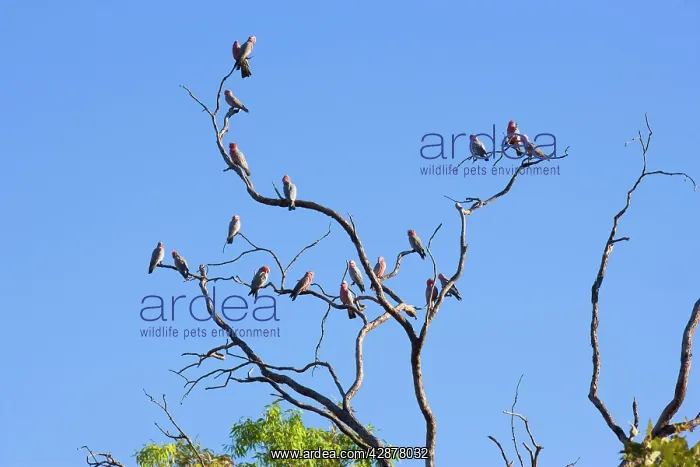 : Galah - flock of Galahs sitting on a dead gum tree : Galah - flock of Galahs sitting on a dead gum tree