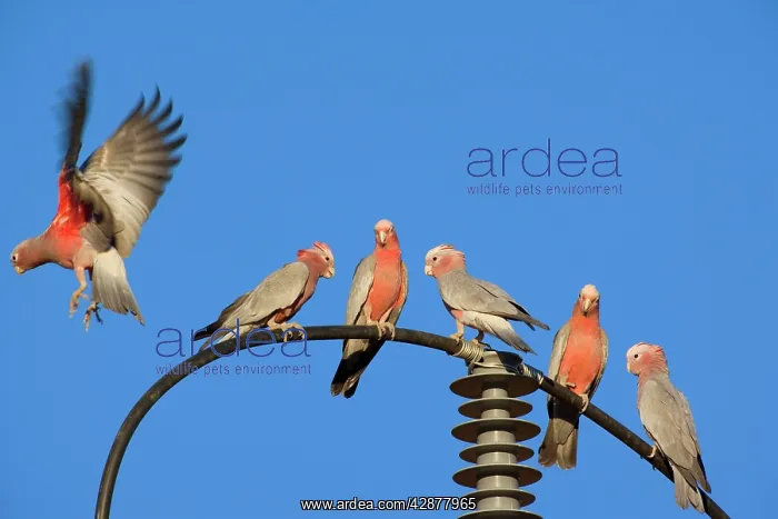 : Galah - flock of Galahs sitting on a power post : Galah - flock of Galahs sitting on a power post