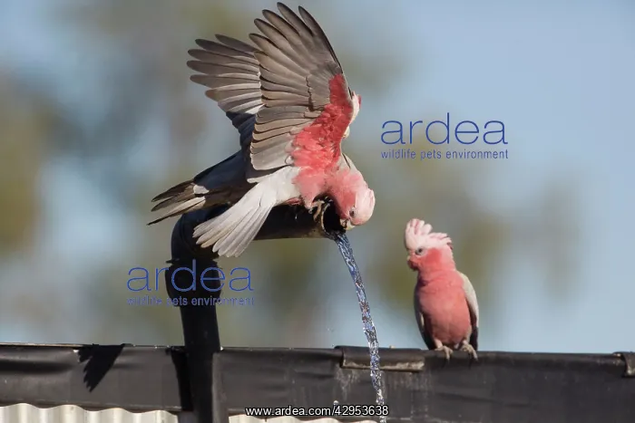 : Galah / Galah Cockatoo / Roseate / Rose-breasted : Galah / Galah Cockatoo / Roseate / Rose-breasted