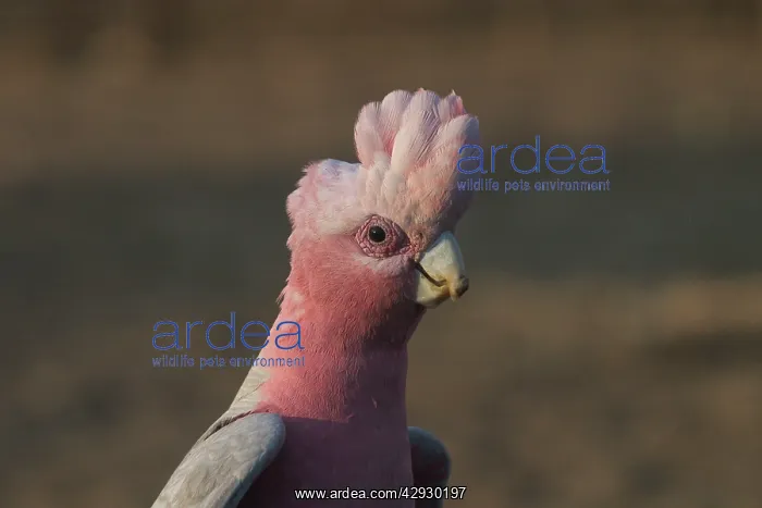 : Galah - male : Galah - male