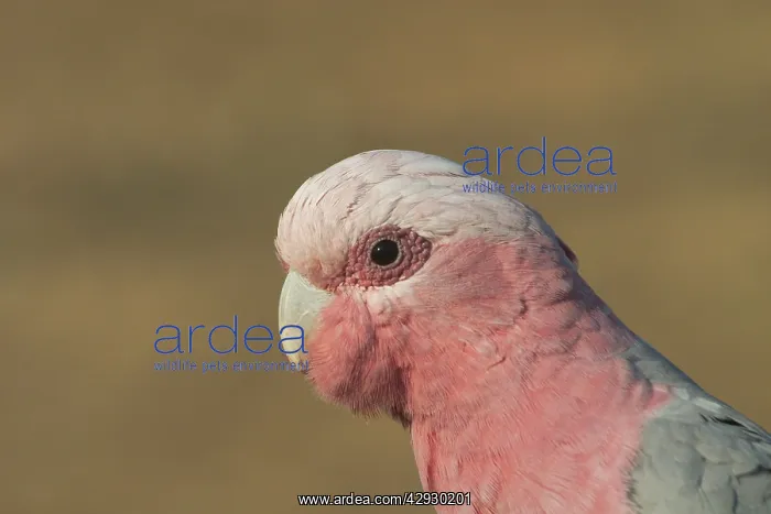 : Galah - male : Galah - male