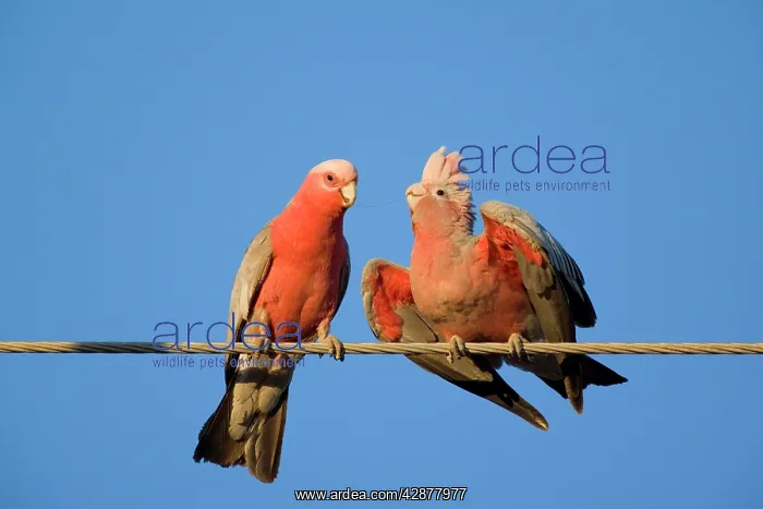 : Galah - male Galah just fed its female during courting : Galah - male Galah just fed its female during courting
