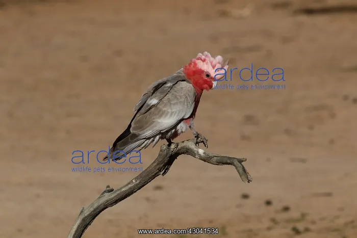  : Galah male Galah male