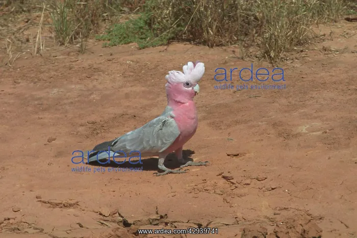 : Galah - Near drying pool : Galah - Near drying pool