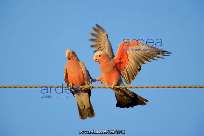 : Galah - a pair of Galahs during courting season : Galah - a pair of Galahs during courting season
