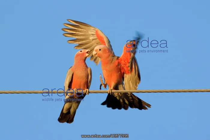 : Galah - a pair of Galahs in intimate love talk : Galah - a pair of Galahs in intimate love talk