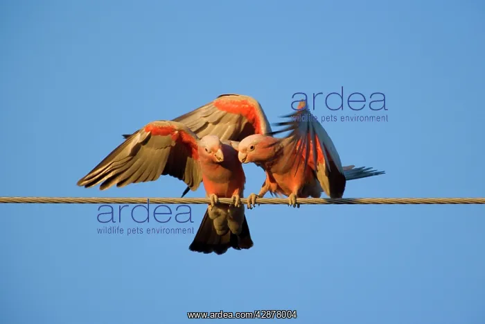  : Galah - a pair of Galahs in intimate love talk