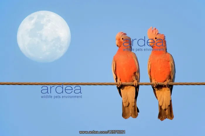  : Galah - a pair of Galahs in love sit on a rope