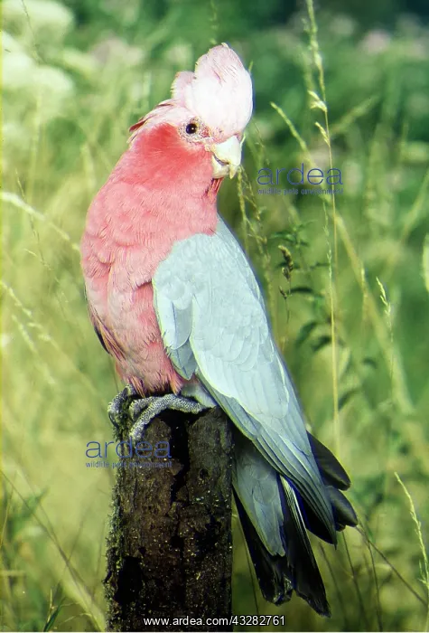 : GALAH PARROT - on perch : GALAH PARROT - on perch