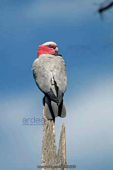 : Galah - perched on stump. Abundant throughout most : Galah - perched on stump. Abundant throughout most