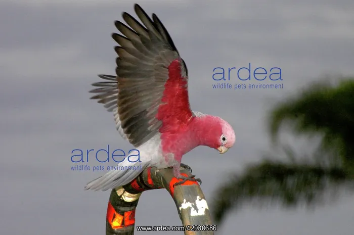 : Galah - Perching, displaying and playing on hand : Galah - Perching, displaying and playing on hand