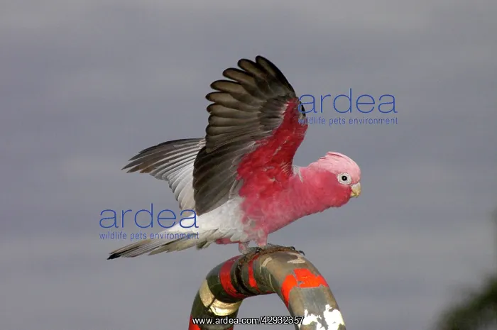 : Galah - Perching, displaying and playing on handrails : Galah - Perching, displaying and playing on handrails