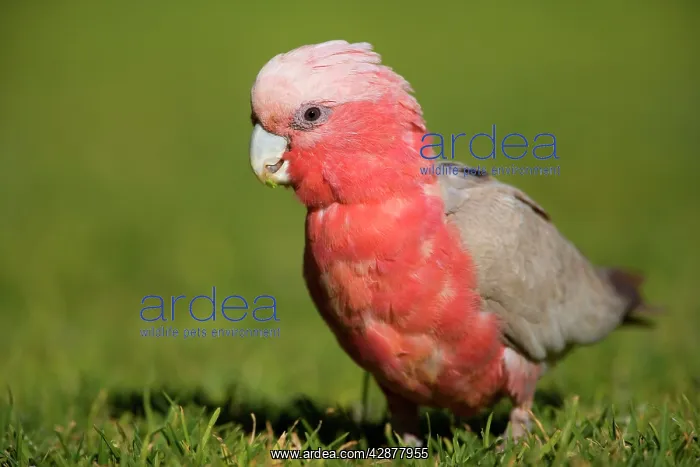 : Galah - portrait of an adult Galah feeding on freshly : Galah - portrait of an adult Galah feeding on freshly