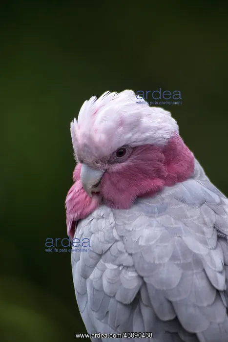 : Galah, Rose-breasted cockatoo (Elophus roseicapillus) : Galah, Rose-breasted cockatoo (Elophus roseicapillus)