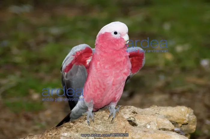 : Galah - Stretching wings : Galah - Stretching wings